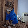 animal, blue_hoodie, cat, clothing, comfort, couch, curtains, domestic, ears, furniture, household, indoor, paws, pet, portrait, relaxed, striped, tabby_cat, tail, whiskers