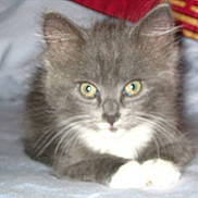 Roxie is registered to the contest to win money with this photo: abyssinian, angora, animal, blanket, cat, kitten, manx, pet, siamese