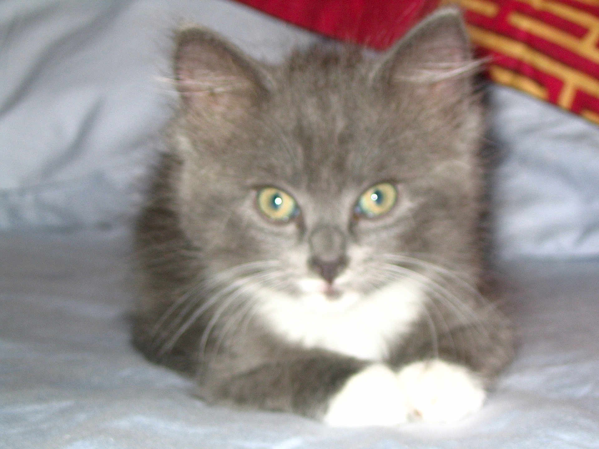 Roxie is registered to the contest to win money with this photo: abyssinian, angora, animal, blanket, cat, kitten, manx, pet, siamese