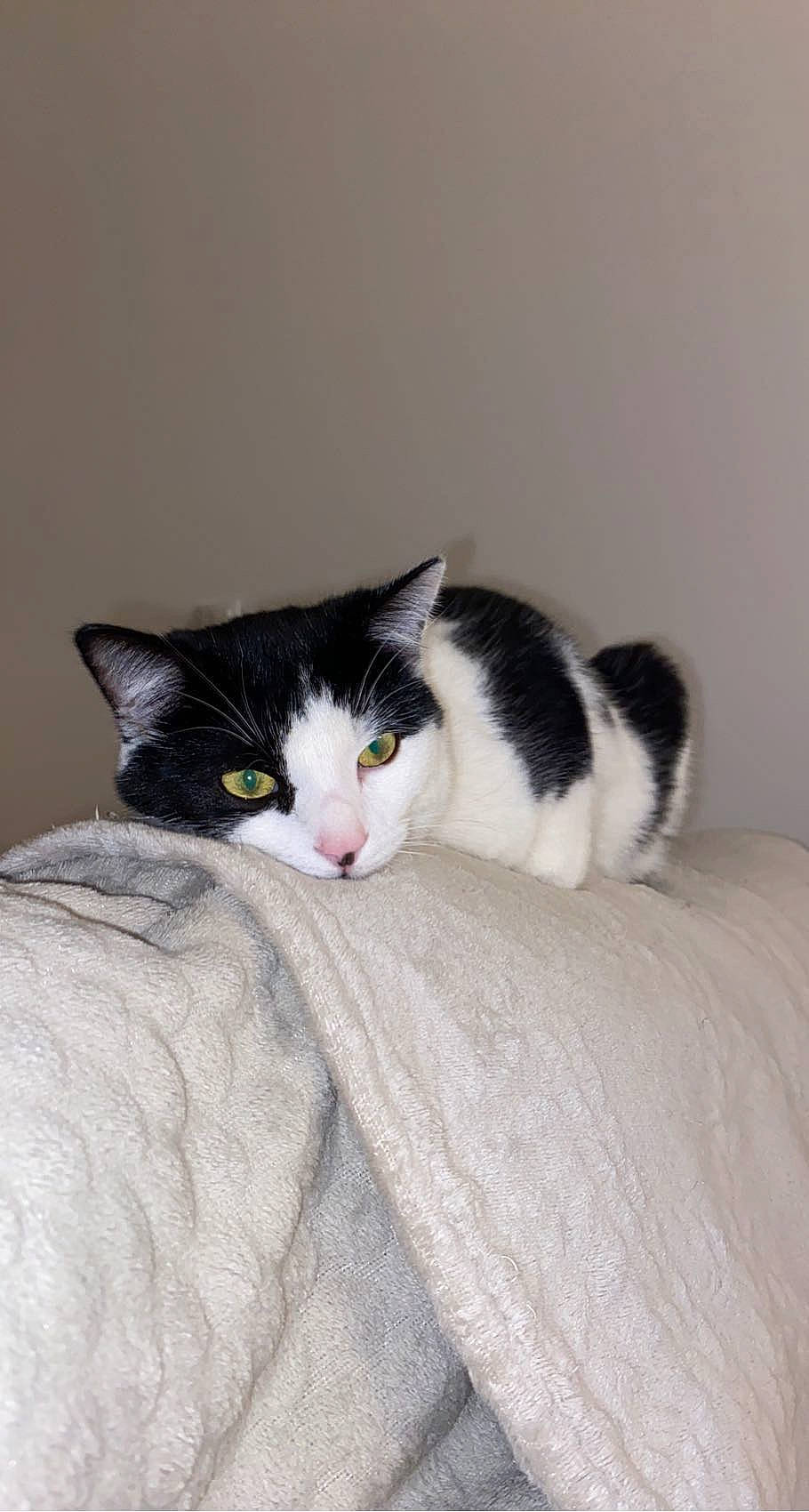 Cracotte participe au concours pour gagner de l'argent avec cette photo : carnivore, cat, comfort, domestic_short_haired_cat, felidae, fur, grey, paw, small_to_medium_sized_cats, snout, tail, whiskers