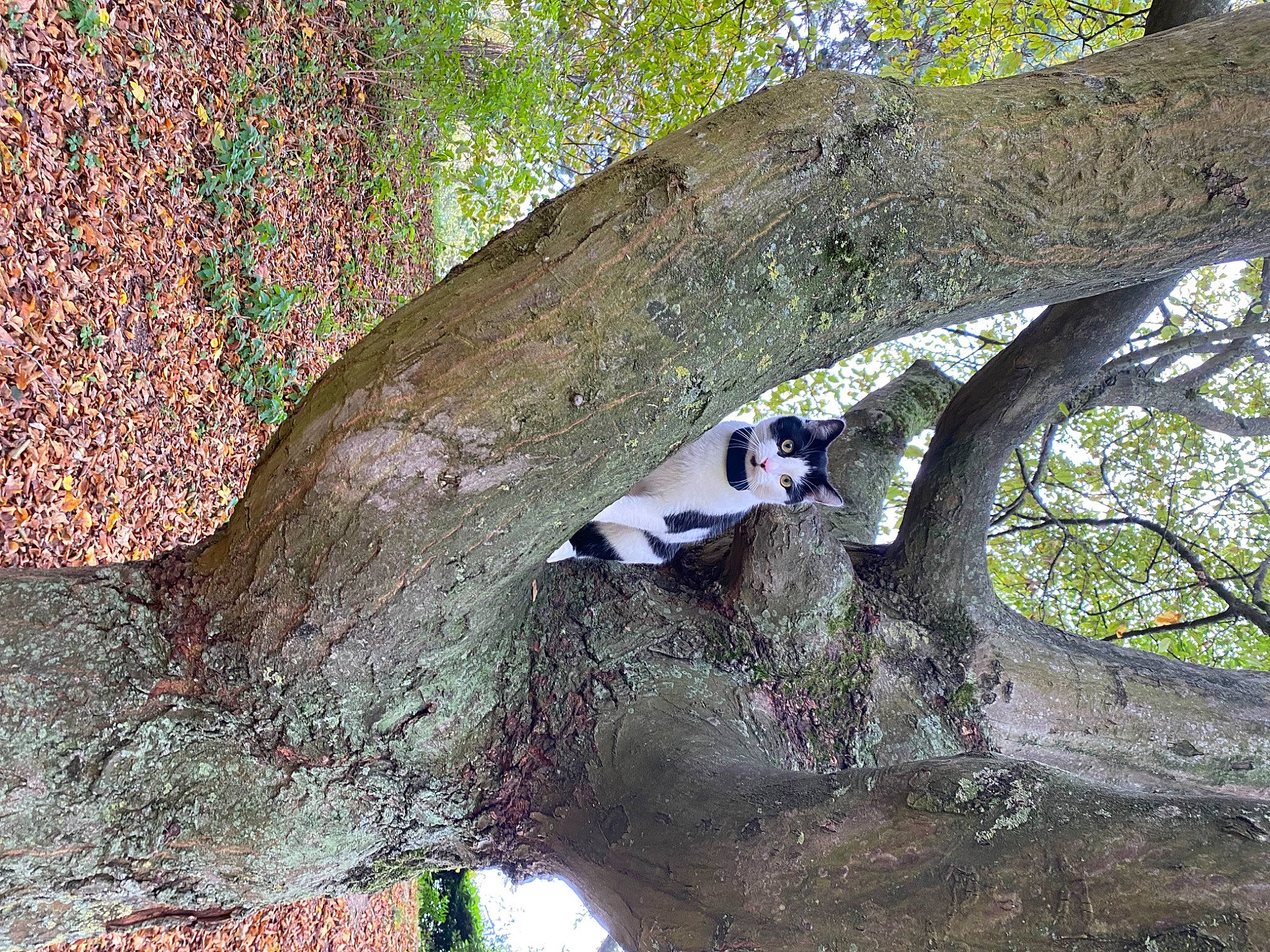 Cracotte a rejoint le concours — aidez-le/la à gagner de superbes lots ! art, beak, branch, deciduous, electric_blue, forest, northern_hardwood_forest, organism, piciformes, plant, tail, temperate_broadleaf_and_mixed_forest, terrestrial_animal, tree, trunk, twig, wildlife, wood, woodland, woody_plant