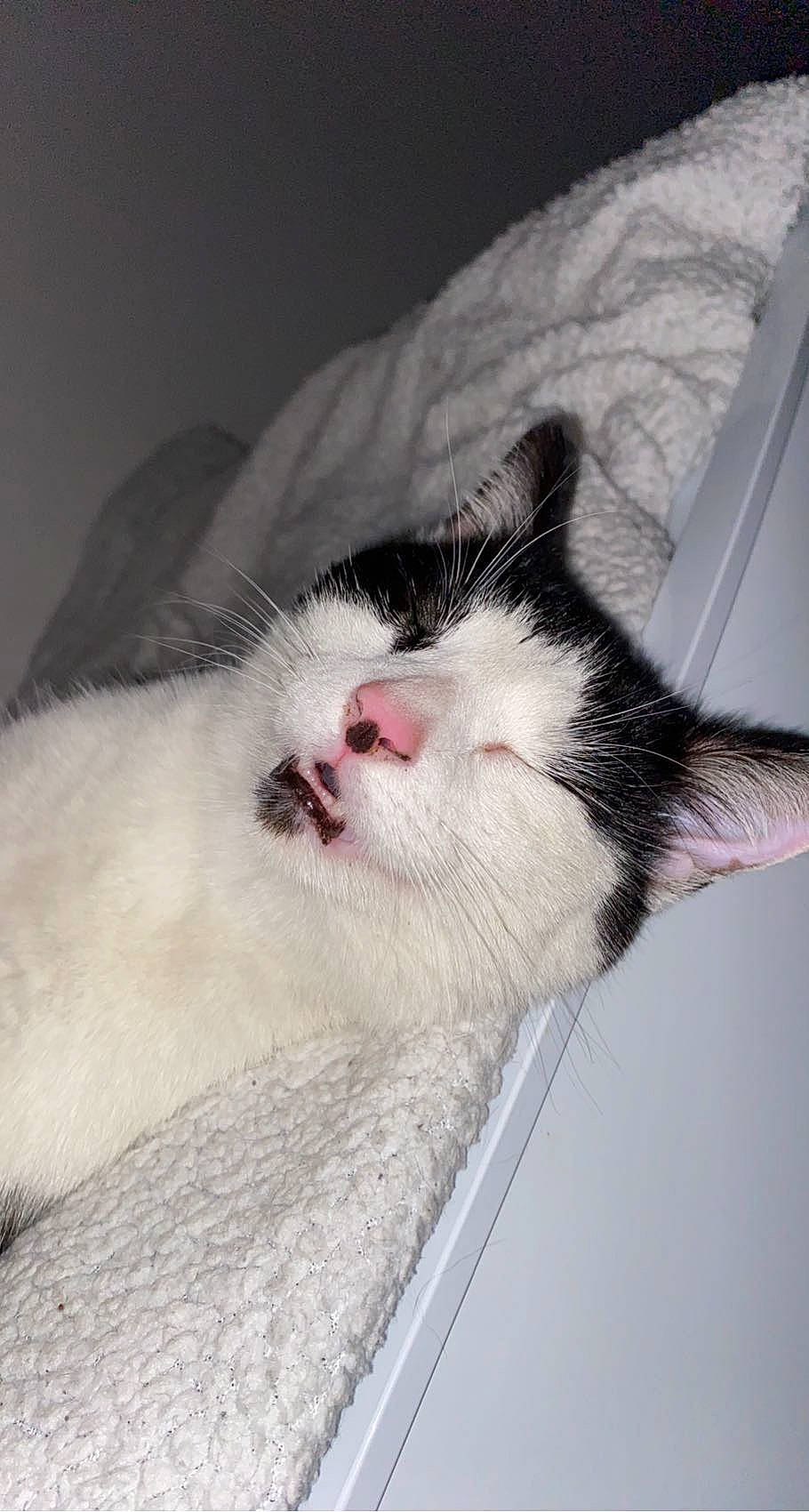 Cracotte participe au concours pour gagner de l'argent avec cette photo : carnivore, cat, claw, comfort, domestic_short_haired_cat, eye, fang, felidae, fur, nap, paw, sleep, small_to_medium_sized_cats, snout, tail, whiskers