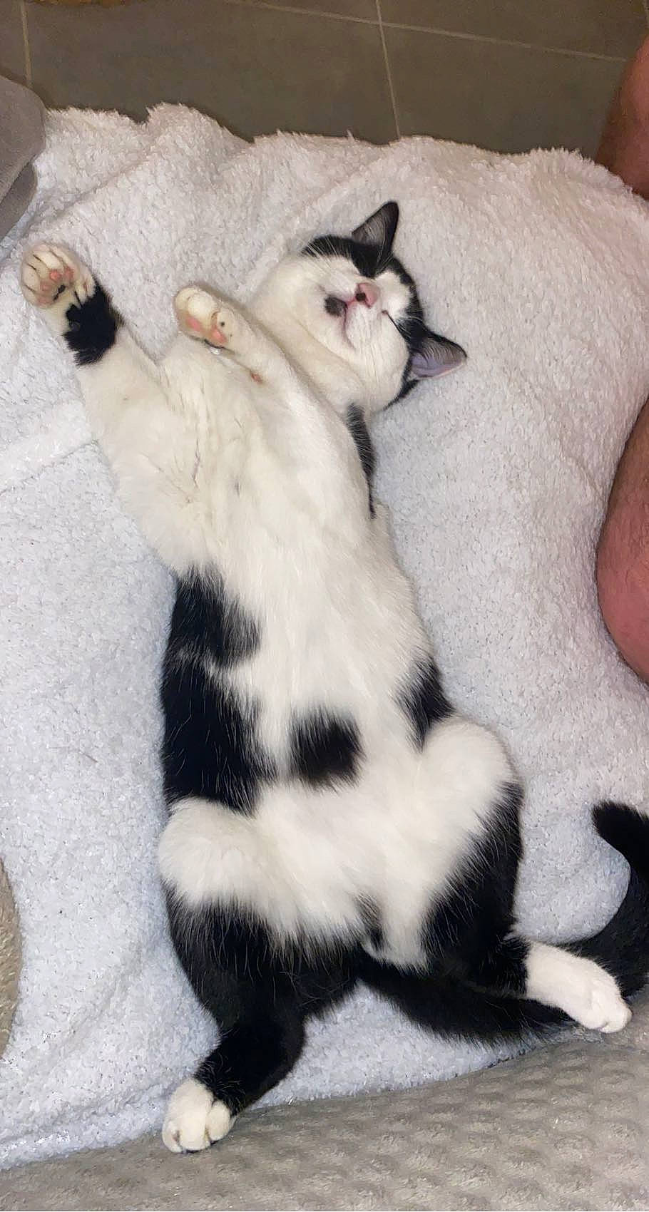 Cracotte participe au concours pour gagner de l'argent avec cette photo : carnivore, cat, claw, comfort, domestic_short_haired_cat, felidae, foot, fur, leg, paw, small_to_medium_sized_cats, snout, tail, terrestrial_animal, whiskers