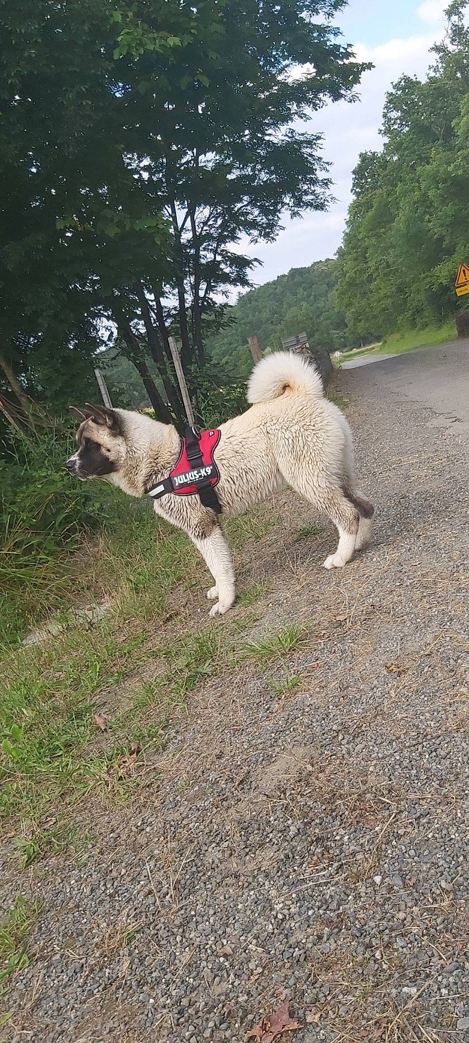 Pégase participe au concours pour gagner de l'argent avec cette photo : akita, akita_inu, canidae, carnivore, companion_dog, dog, dog_breed, fawn, mammal, norwegian_elkhound, sporting_group, vertebrate, working_dog