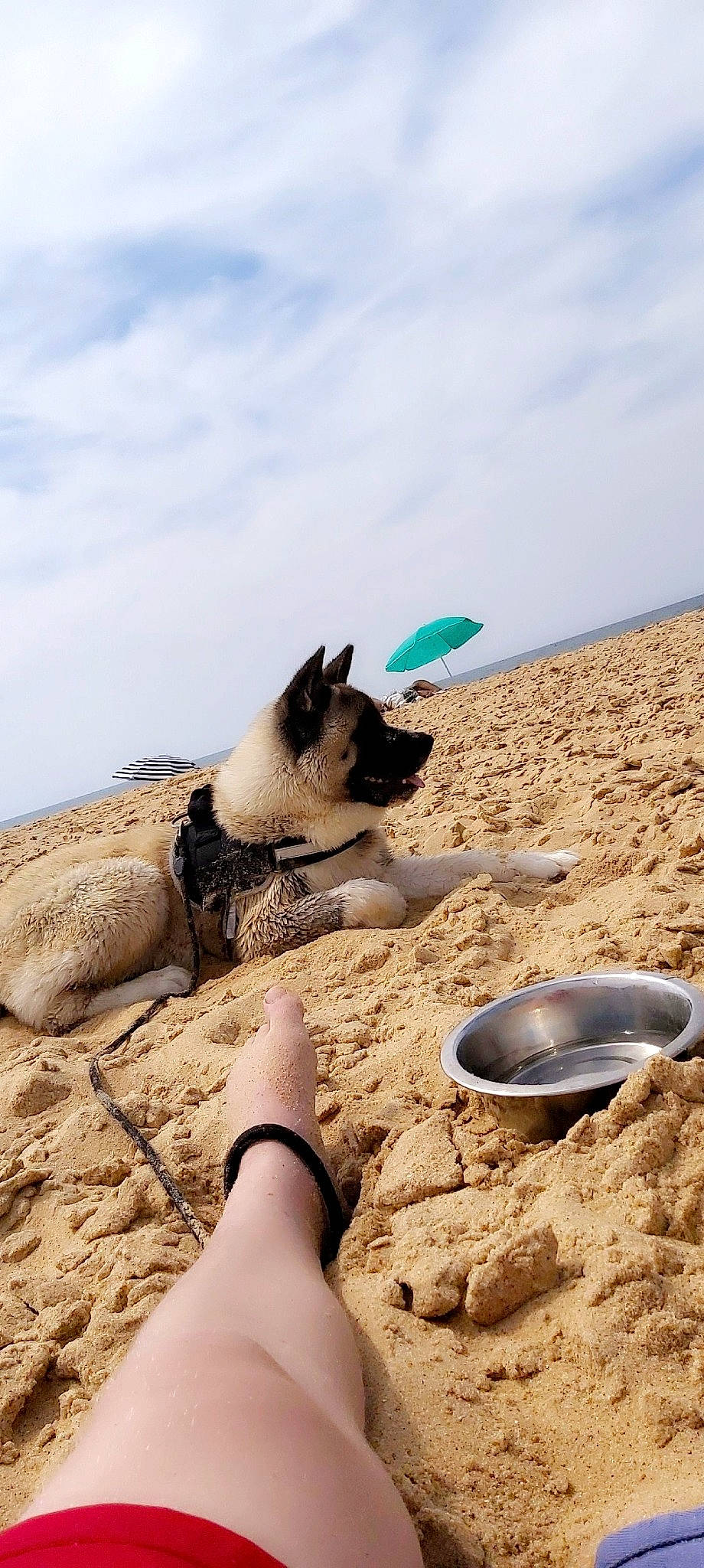 Pégase a rejoint le concours — aidez-le/la à gagner de superbes lots ! canidae, carnivore, fawn, leg, sand, soil