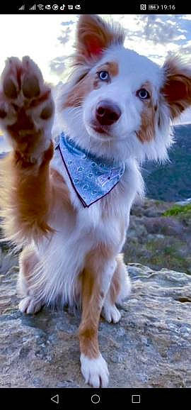 Tania a rejoint le concours — aidez-le/la à gagner de superbes lots ! canidae, carnivore, companion_dog, dog, dog_breed, dog_clothes, dog_collar, dog_supply, fashion_accessory, fawn, fur, happy, leash, paw, plant, snout, sporting_group, tail, toy_dog, whiskers