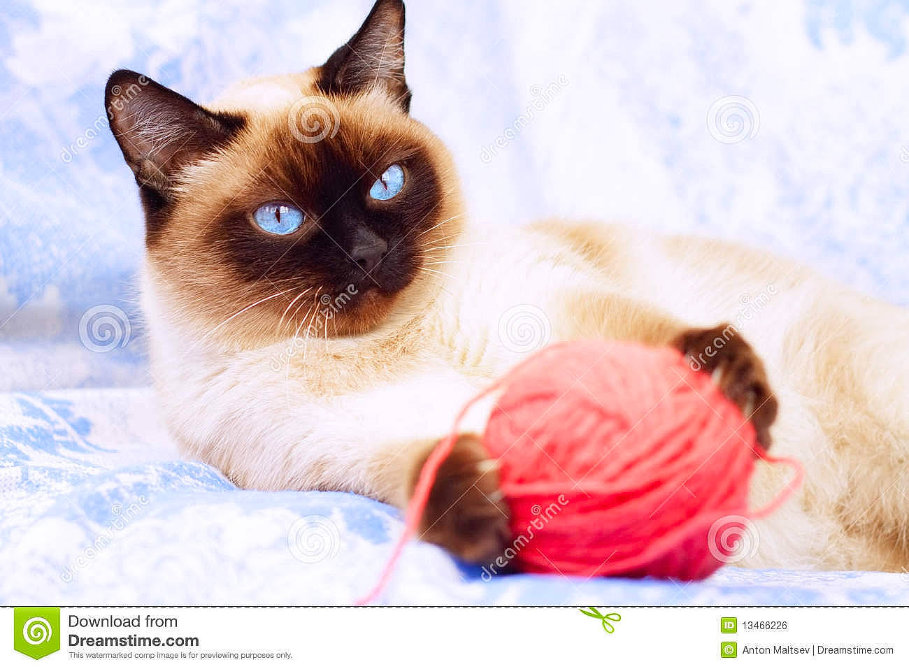 Cannabis a rejoint le concours — aidez-le/la à gagner de superbes lots ! birman, carnivore, cat, comfort, fawn, felidae, font, fur, linens, magenta, photo_caption, siamese, small_to_medium_sized_cats, snout, whiskers