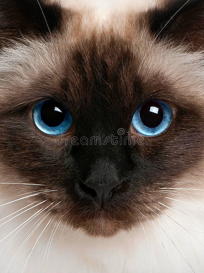 Cannabis a rejoint le concours — aidez-le/la à gagner de superbes lots ! balinese, birman, carnivore, cat, close_up, curious, electric_blue, felidae, fur, iris, mammal, no_expression, organ, photography, siamese, small_to_medium_sized_cats, snout, terrestrial_animal, vertebrate, whiskers