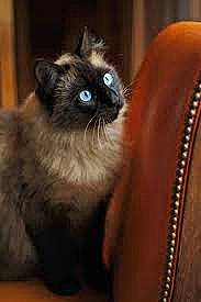 Cannabis a rejoint le concours — aidez-le/la à gagner de superbes lots ! balinese, birman, carnivore, cat, fawn, felidae, fur, iris, ragdoll, siamese, small_to_medium_sized_cats, thai, whiskers