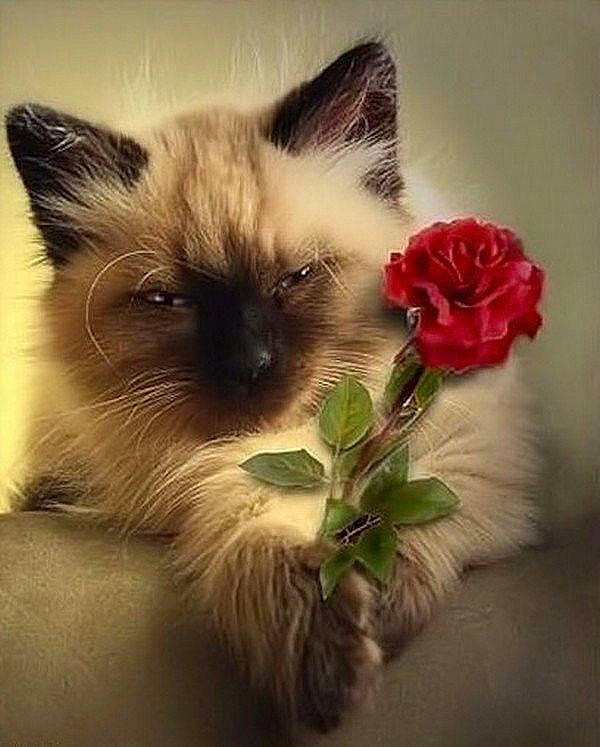 Cannabis a rejoint le concours — aidez-le/la à gagner de superbes lots ! art, birman, carnivore, cat, coquelicot, fawn, felidae, flower, fur, iris, petal, plant, rose_order, siamese, small_to_medium_sized_cats, terrestrial_animal, whiskers