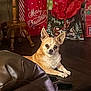 animal, christmas, cozy, cute, dog, domestic, festive, floor, gift_bags, holiday, home, indoor, leather_couch, living_room, looking_at_camera, pet, relaxed, small_dog, table_leg, tan_dog