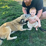 Oakley joined the competition — help win amazing prizes! affection, baby, beard, casual_clothing, child, crouching, cute, dog, family, grass, happy, interaction, man, nature, outdoor, pet, playful, smiling, summer, sunlight