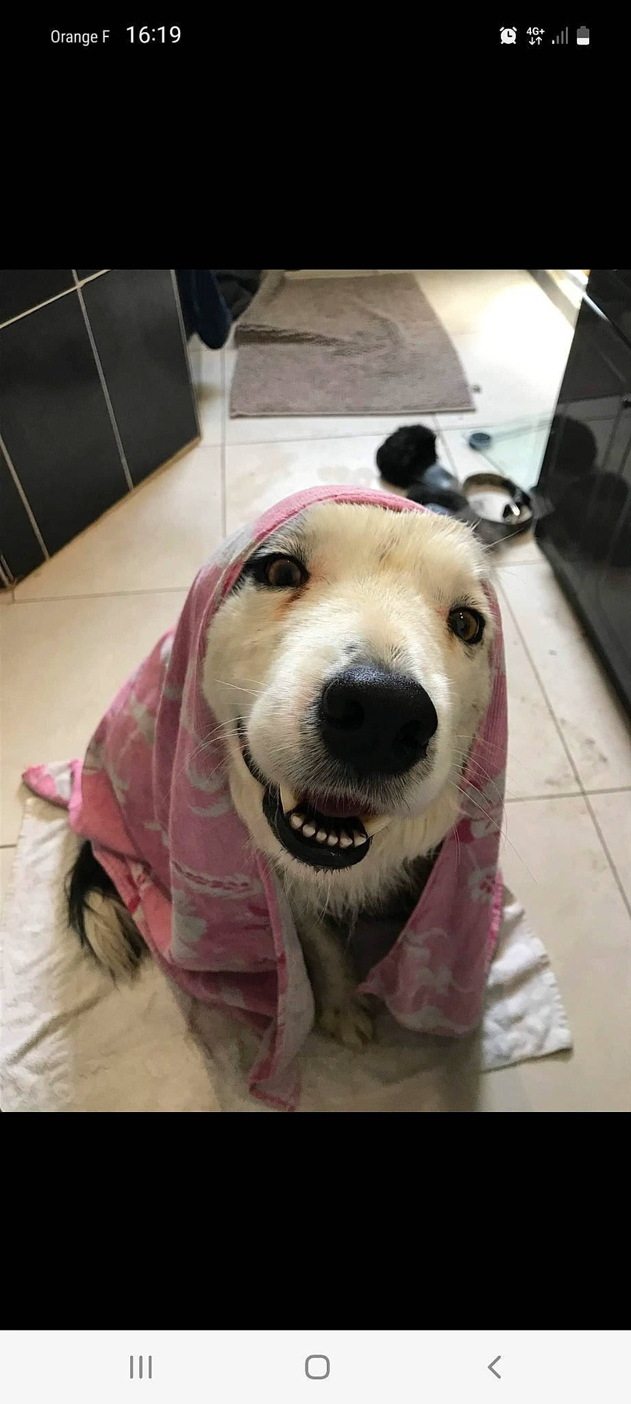 Fidji a rejoint le concours — aidez-le/la à gagner de superbes lots ! canidae, carnivore, collar, companion_dog, dog, dog_breed, dog_supply, ear, fang, fawn, fur, happy, helmet, pet_supply, selfie, smile, snout, sporting_group, whiskers, working_animal