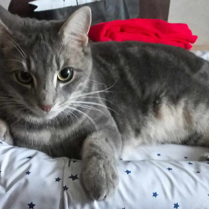 Misti