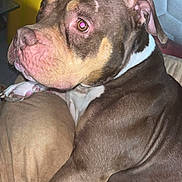 Dubaï a rejoint le concours — aidez-le/la à gagner de superbes lots ! dog, brown_dog, white_paw, couch, pillow, yellow_trash_bin, indoor, pet, mammal, canine, sitting, looking_away, close_up, fur, ears, nose, animal, domestic_animal, resting, expression