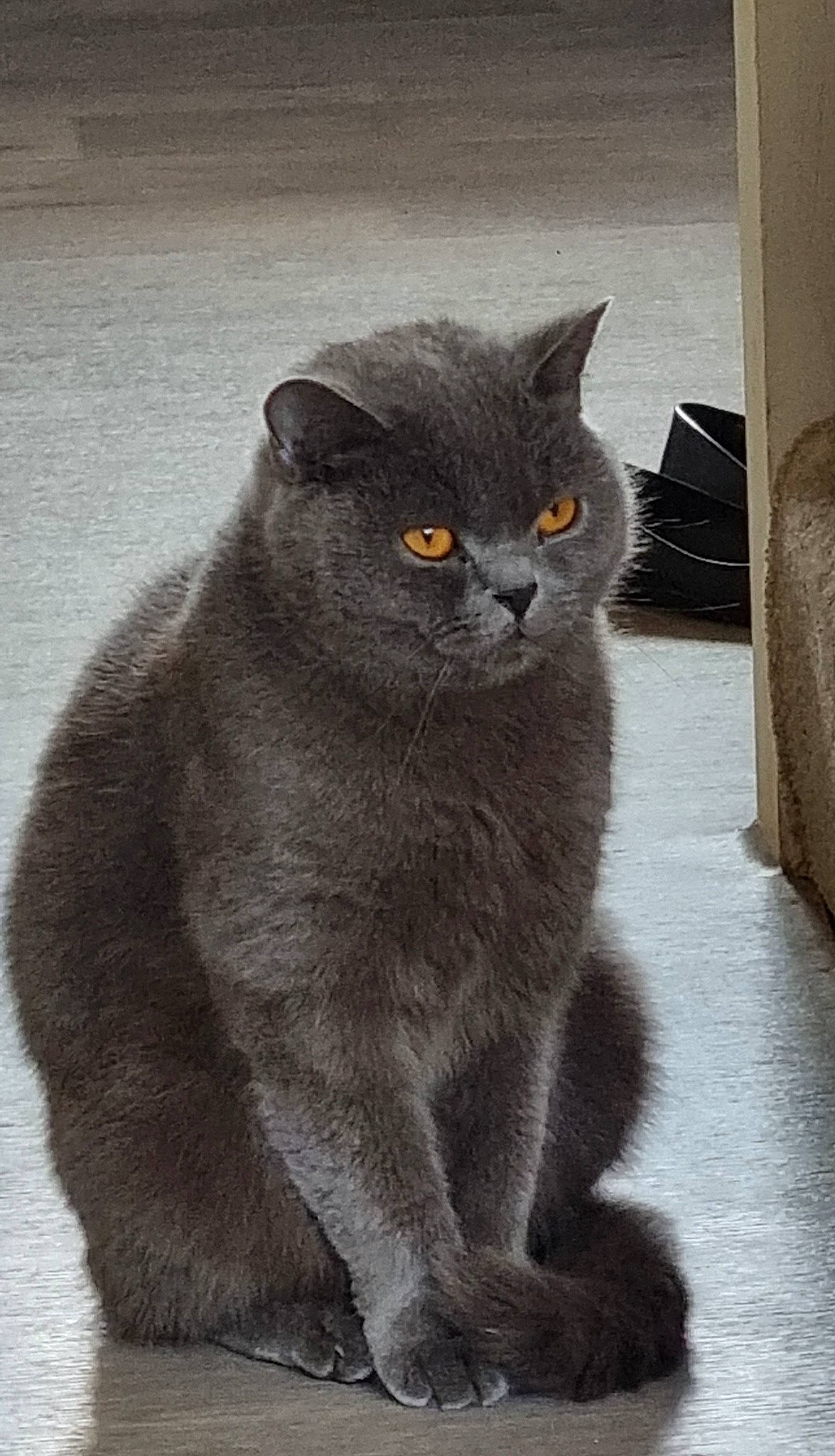 Thor is registered to the contest to win money with this photo: black_cat, carnivore, cat, domestic_short_haired_cat, felidae, fur, grey, monochrome, monochrome_photography, photo_caption, small_to_medium_sized_cats, snout, tail, terrestrial_animal, whiskers, window