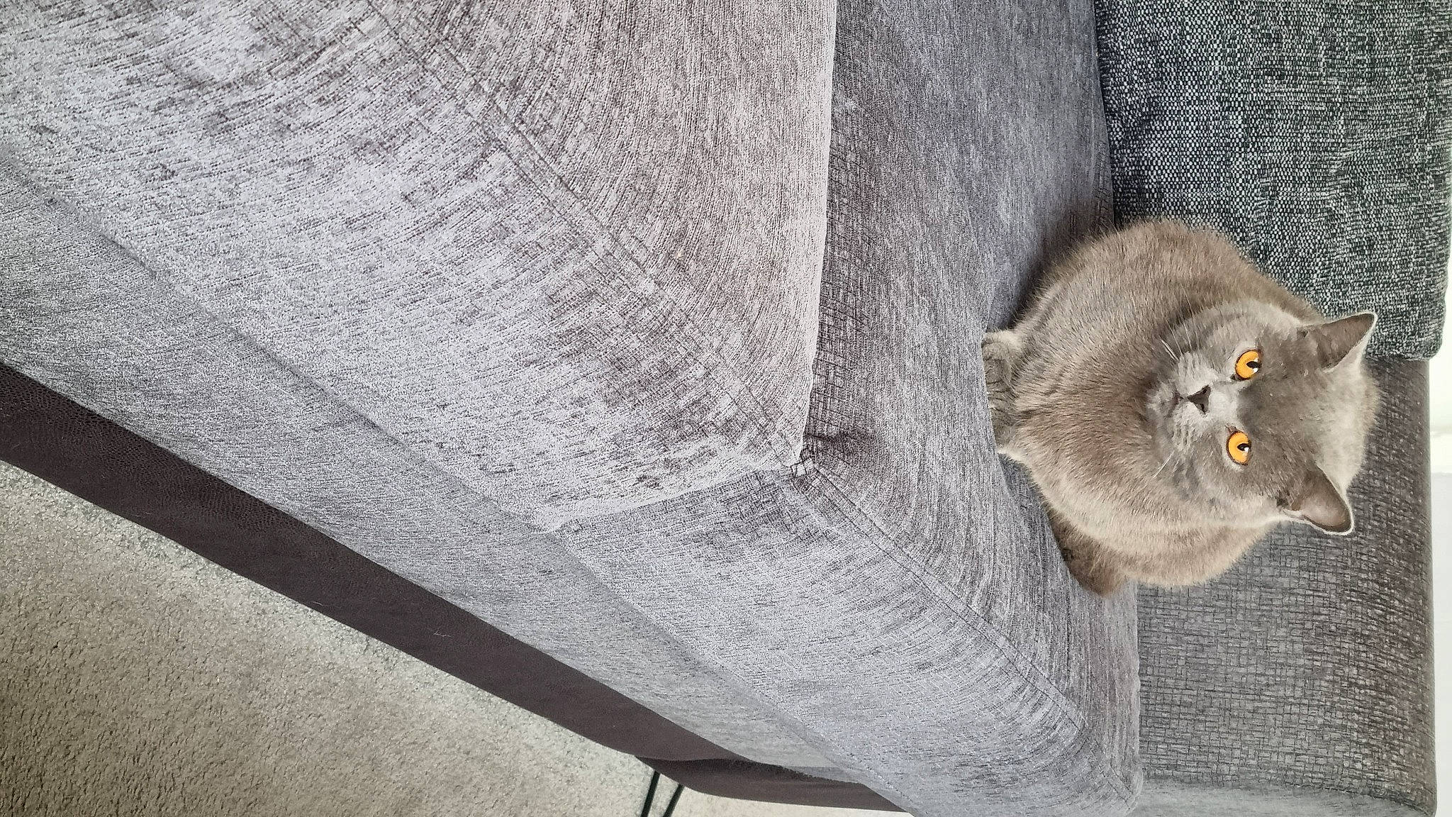 Thor is registered to the contest to win money with this photo: art, cat, concrete, domestic_short_haired_cat, felidae, fur, grey, linens, metal, pattern, plant, shadow, small_to_medium_sized_cats, tail, tree, trunk, twig, whiskers, window, wood