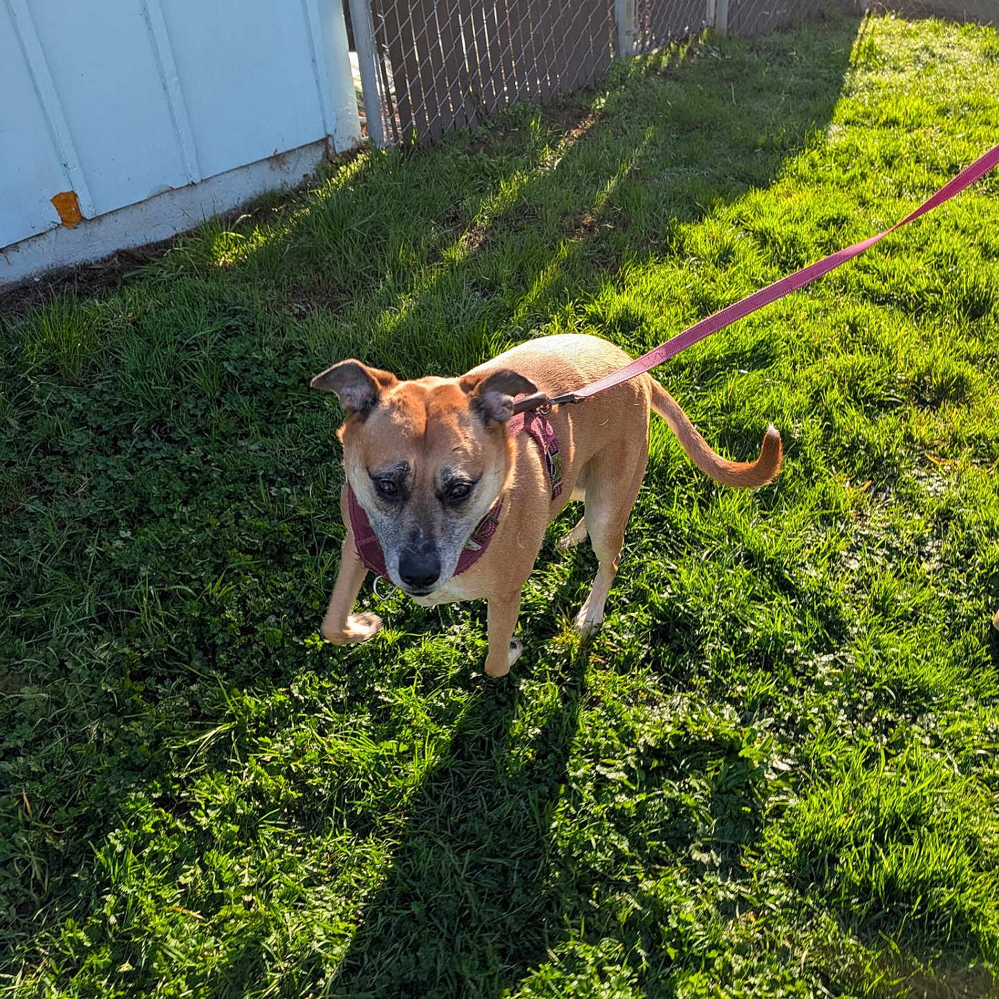 Hazel Nutmeg joined the competition — help win amazing prizes! dog, leash, grass, shadow, sunlight, outdoor, fence, building, pet, animal, canine, daytime, nature, walking, curious, alert, brown_dog, pink_leash, chain_link_fence, greenery