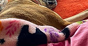 Hazel Nutmeg joined the competition — help win amazing prizes! animal, bed, blanket, collar, colorful, cozy, dog, furniture, human, indoor, lying_down, orange_blanket, person, pink_blanket, plush_toy, purple_hair, relaxation, resting, snuggling, soft