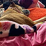 Hazel Nutmeg joined the competition — help win amazing prizes! dog, bed, blanket, purple_hair, person, plush_toy, orange_blanket, pink_blanket, indoor, resting, snuggling, collar, furniture, relaxation, cozy, animal, human, lying_down, colorful, soft