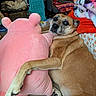 dog, hug, plush_toy, pink, couch, blanket, indoor, pet, fur, paw, face, expression, comfort, home, relaxation, toy, furniture, colorful, cozy, animal