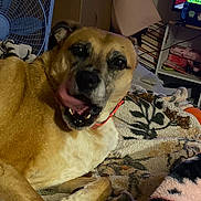 Hazel Nutmeg joined the competition — help win amazing prizes! dog, animal, pet, blanket, indoor, fan, television, box, collar, tongue_out, fur, paw, home, furniture, electronics, relaxed, lying_down, brown, white, black