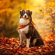 Alvin participe au concours pour gagner de l'argent avec cette photo : dog, autumn, leaves, orange_bandana, outdoor, nature, fall_colors, brown_fur, white_fur, portrait, sitting, canine, forest, seasonal, animal, fluffy, leaf_litter, golden_light, scenic, peaceful