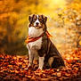 dog, autumn, leaves, orange_bandana, outdoor, nature, fall_colors, brown_fur, white_fur, portrait, sitting, canine, forest, seasonal, animal, fluffy, leaf_litter, golden_light, scenic, peaceful