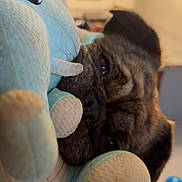 Sushi a rejoint le concours — aidez-le/la à gagner de superbes lots ! dog, stuffed_toy, close_up, indoor, soft_toy, brown_dog, sleepy, snuggling, plush, pet, cute, cozy, animal, home, fur, toy, face, relaxed, comfort, friendship