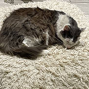 Taz participe au concours pour gagner de l'argent avec cette photo : cat, sleeping, fluffy, gray, white, rug, shaggy, floor, tile, indoor, pet, resting, fur, animal, quiet, cozy, relaxed, home, decor, claw