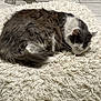 cat, sleeping, fluffy, gray, white, rug, shaggy, floor, tile, indoor, pet, resting, fur, animal, quiet, cozy, relaxed, home, decor, claw