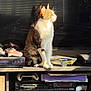 cat, sunlight, reflection, sitting, electronics, game_controller, shelf, vintage, tv_screen, vhs_player, remote_control, box, shadow, fur, pet, indoor, quiet, relaxed, window_light, home
