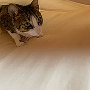 Miso is registered to the contest to win money with this photo: cat, tabby, pet, animal, feline, curious, indoor, closeup, whiskers, ears, green_eyes, soft_surface, beige, crouching, domestic_cat, cute, fur, playful, alert, cozy