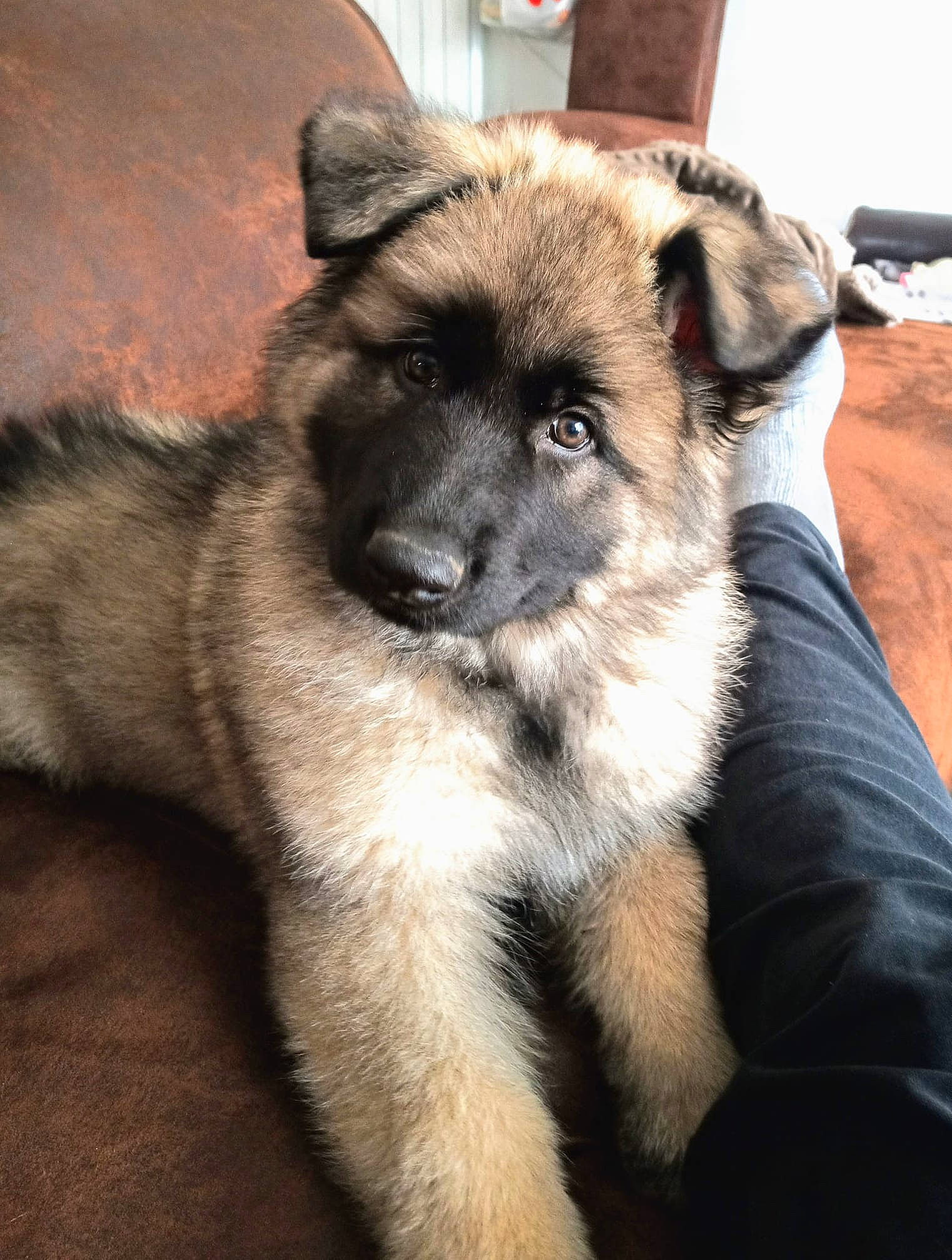 Heimdall participe au concours pour gagner de l'argent avec cette photo : ancient_dog_breeds, canidae, carnivore, companion_dog, dog, dog_breed, fawn, fur, herding_dog, keeshond, non_sporting_group, puppy, snout, sporting_group, terrestrial_animal, whiskers, working_animal, working_dog