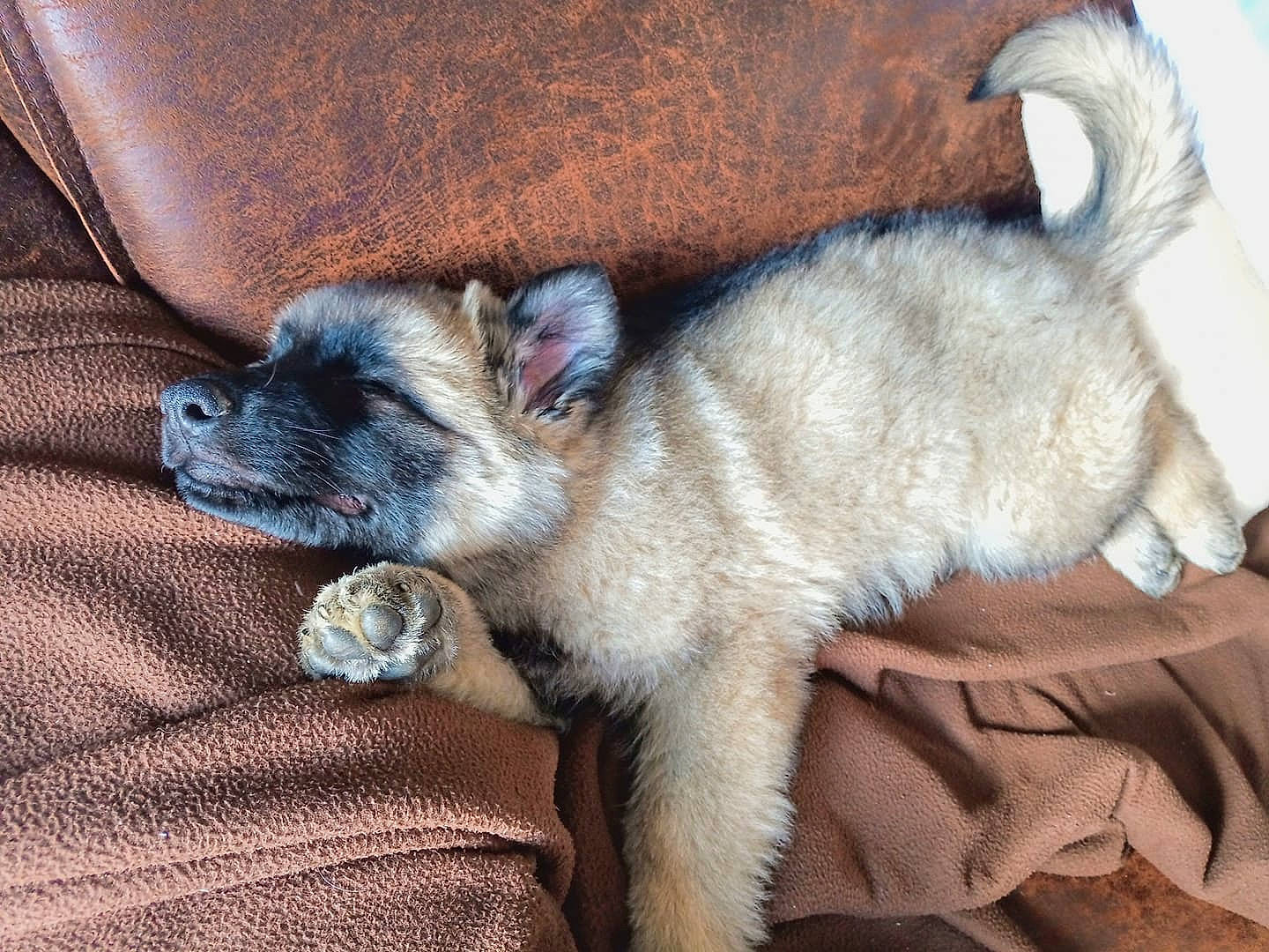 Heimdall a rejoint le concours — aidez-le/la à gagner de superbes lots ! carnivore, claw, comfort, companion_dog, dog, dog_breed, fawn, felidae, foot, fur, grey, nap, paw, small_to_medium_sized_cats, sporting_group, tail, terrestrial_animal, toy_dog, whiskers, working_animal