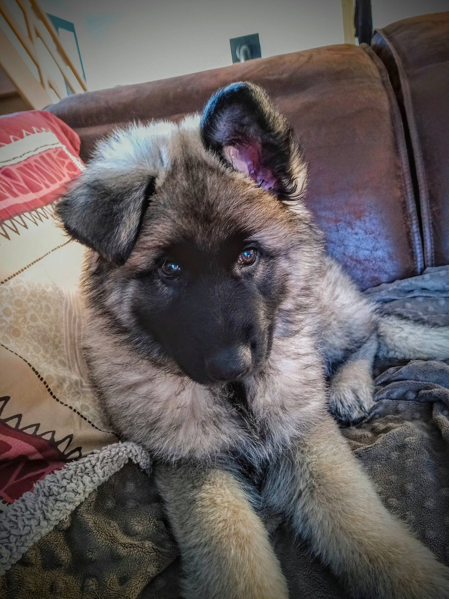 Heimdall a rejoint le concours — aidez-le/la à gagner de superbes lots ! canidae, canis, carnivore, companion_dog, dog, dog_breed, fawn, fur, keeshond, king_shepherd, non_sporting_group, old_german_shepherd_dog, snout, sporting_group, terrestrial_animal, whiskers, working_animal, working_dog