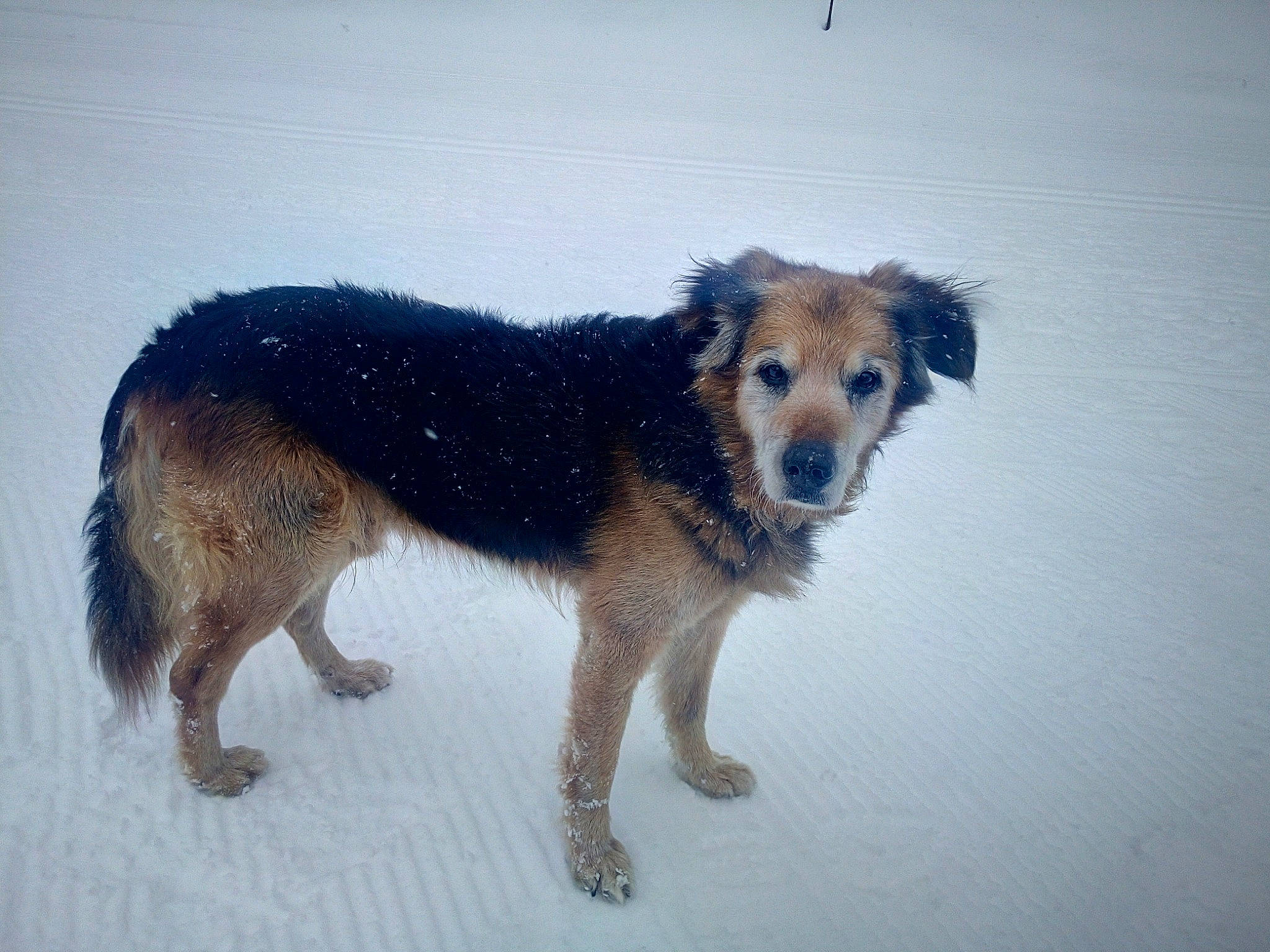 Boby participe au concours pour gagner de l'argent avec cette photo : ancient_dog_breeds, canidae, carnivore, companion_dog, dog, dog_breed, fur, guard_dog, herding_dog, hunting_dog, puppy, snow, sporting_group, tail, terrestrial_animal, wildlife, winter, working_animal, working_dog