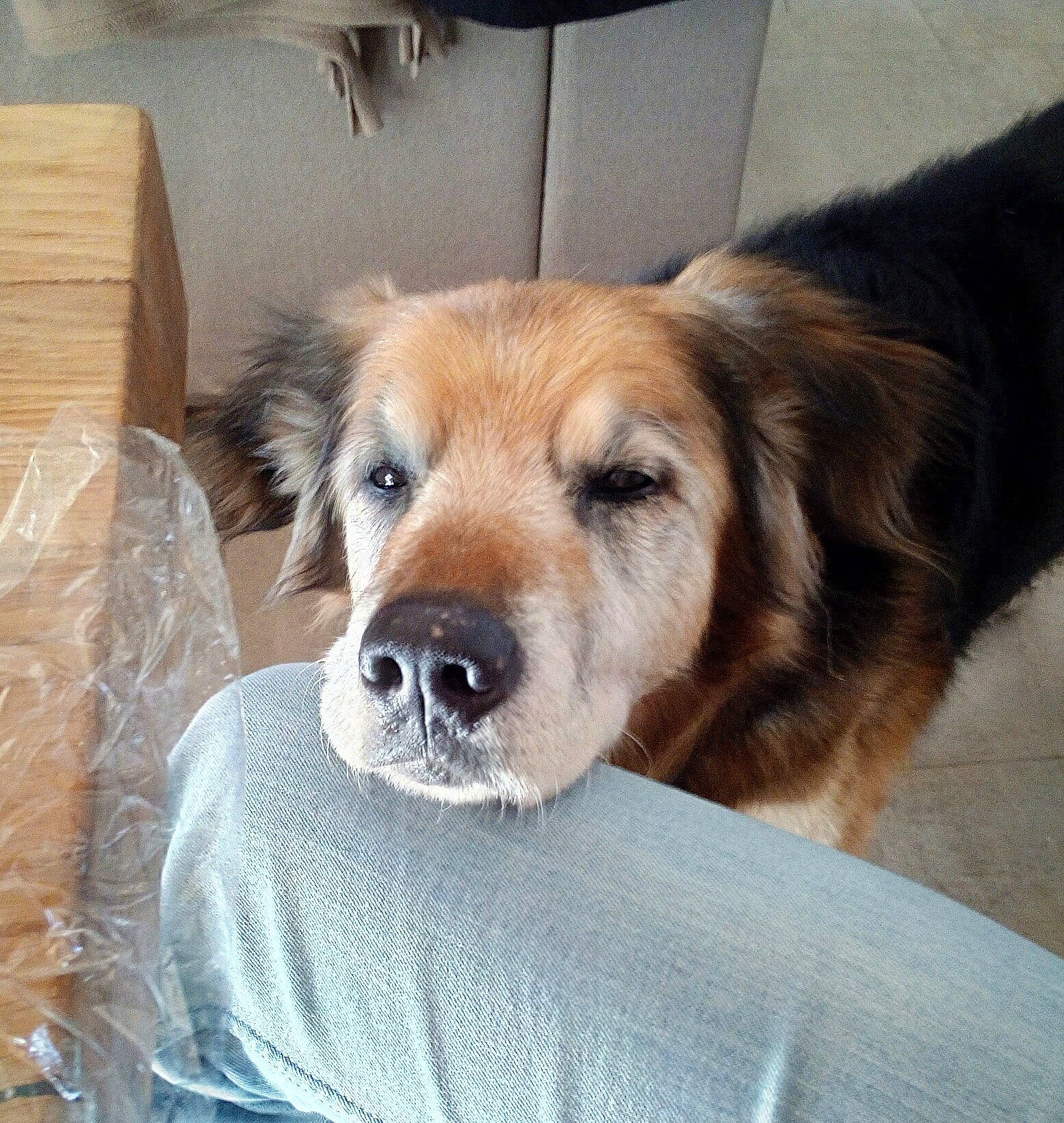 Boby a rejoint le concours — aidez-le/la à gagner de superbes lots ! ball, box, canidae, carnivore, chair, companion_dog, dog, dog_breed, ear, fawn, fur, liver, paw, shipping_box, snout, sporting_group, terrestrial_animal, whiskers, wood, working_animal