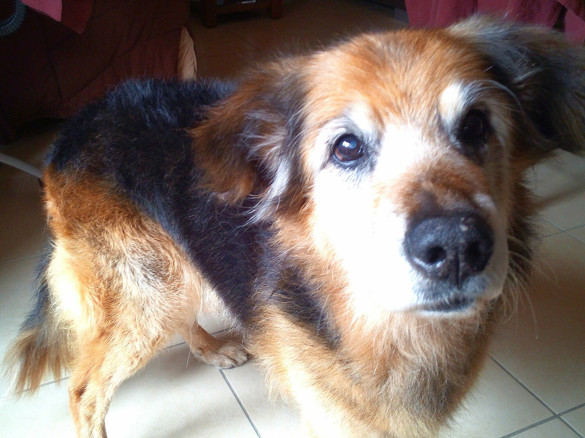 Boby a rejoint le concours — aidez-le/la à gagner de superbes lots ! ancient_dog_breeds, canidae, carnivore, companion_dog, couch, dog, dog_breed, door, ear, fawn, fur, liver, paw, puppy, snout, sporting_group, terrestrial_animal, toy_dog, whiskers, working_dog