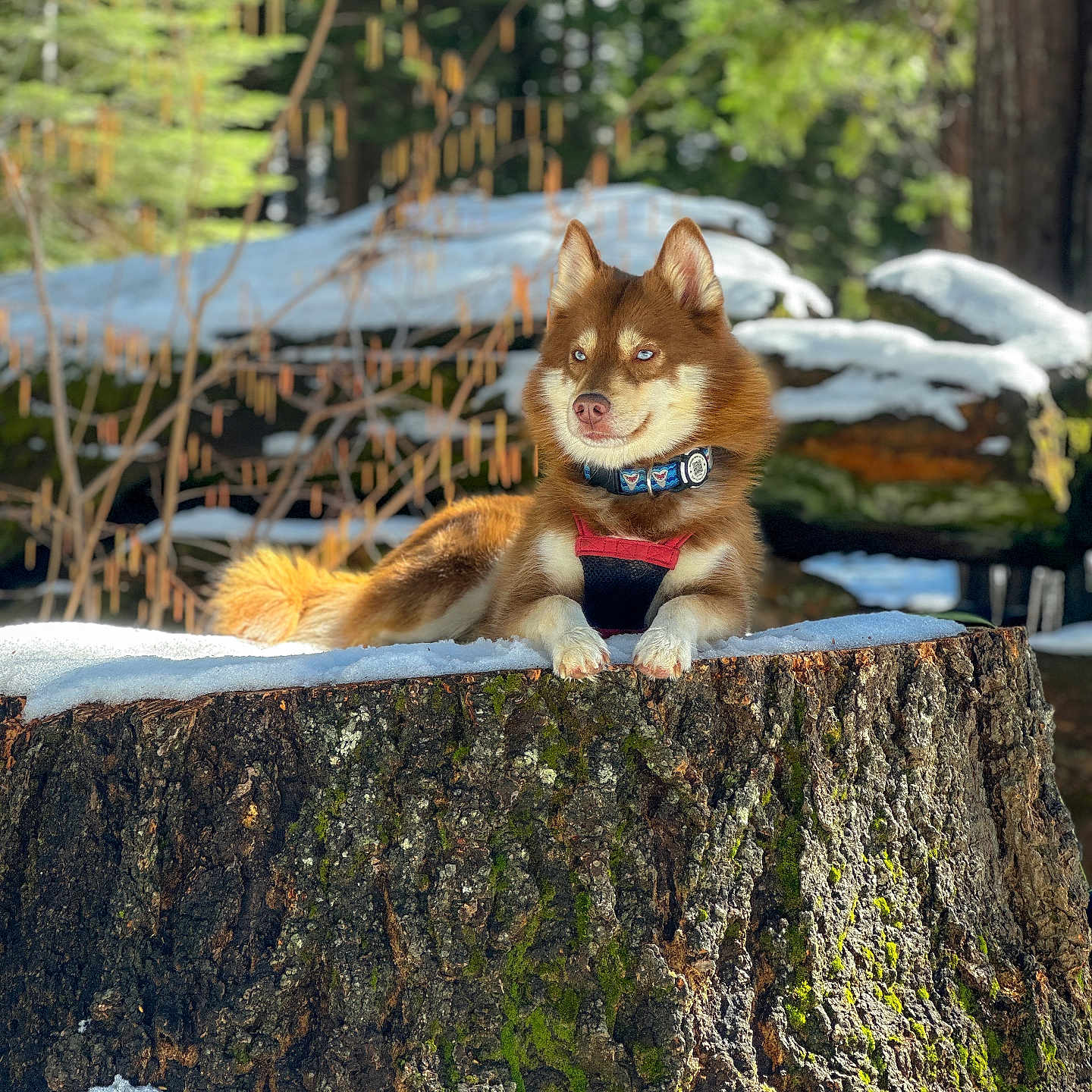 Aslan joined the competition — help win amazing prizes! abyssinian, animal, canine, cat, dog, fox, hound, husky, kitten, nature, outdoors, pet, plant, puppy, redwood, tree, treestump, treetrunk, vegetation, wood