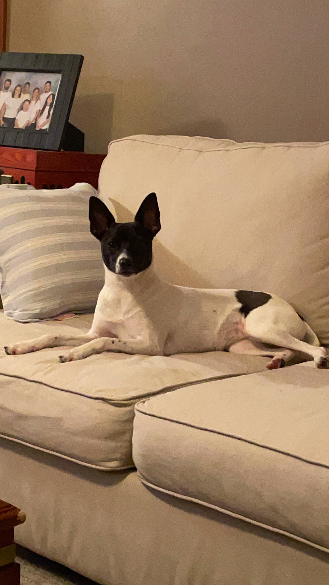 Fawkes is registered to the contest to win money with this photo: bedding, carnivore, comfort, companion_dog, couch, dog, dog_breed, dog_supply, fawn, felidae, furniture, grey, linens, living_room, mammal, pillow, room, sporting_group, throw_pillow, working_animal