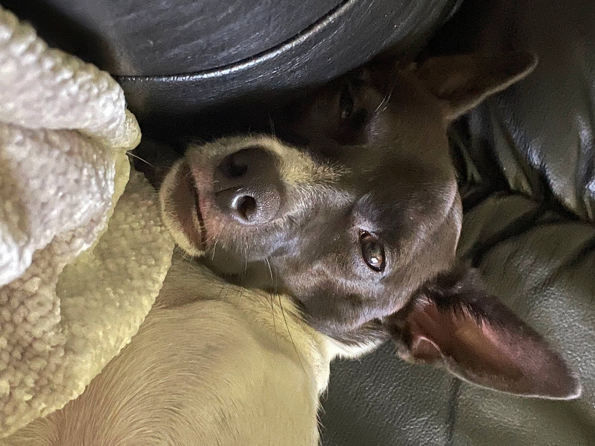 Fawkes joined the competition — help win amazing prizes! carnivore, close_up, companion_dog, dog, dog_breed, ear, fashion_accessory, fawn, fur, hat, liver, snout, sporting_group, sun_hat, terrestrial_animal, whiskers, working_animal