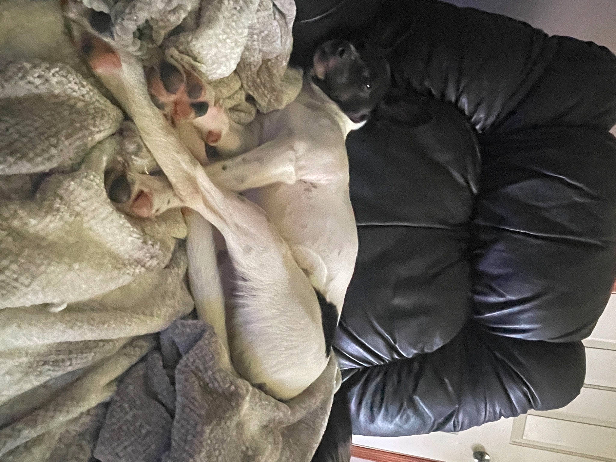 Fawkes joined the competition — help win amazing prizes! art, carving, darkness, fur, grey, leather, leather_jacket, linens, metal, monochrome, monochrome_photography, monument, pattern, rock, room, sculpture, statue, visual_arts, wing, wood