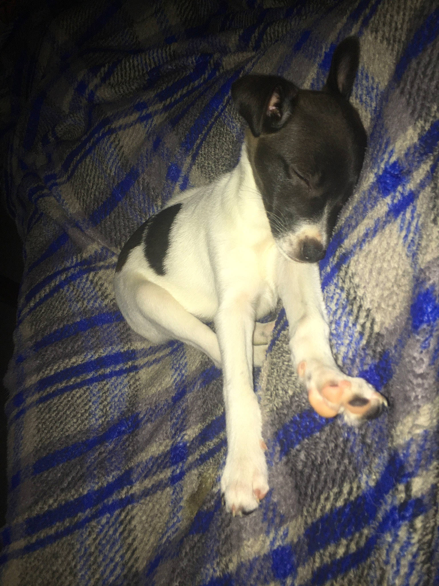 Fawkes is registered to the contest to win money with this photo: canidae, carnivore, comfort, companion_dog, dog, dog_breed, electric_blue, fawn, fur, non_sporting_group, paw, small_terrier, snout, sporting_group, tail, terrestrial_animal, terrier, toy_dog, whiskers, working_animal