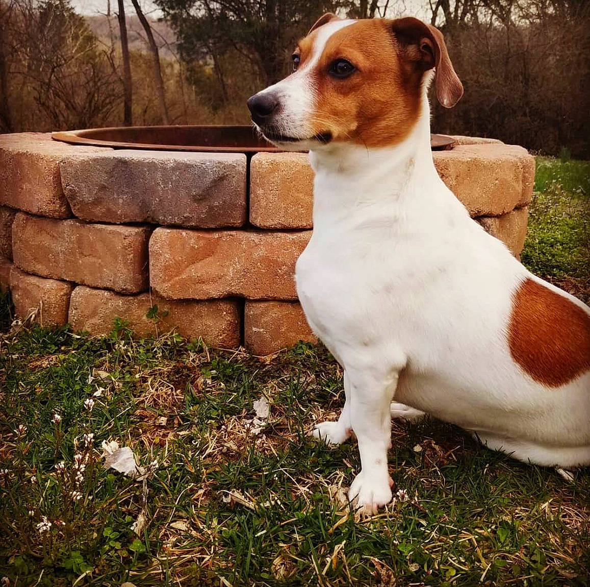 Newt is registered to the contest to win money with this photo: art, canidae, carnivore, collar, companion_dog, dog, dog_breed, fawn, grass, hunting_dog, liver, metal, plant, sky, snout, sporting_group, terrestrial_animal, tree, whiskers, working_animal