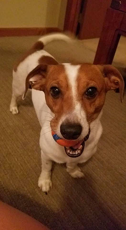 Newt is registered to the contest to win money with this photo: canidae, carnivore, collar, companion_dog, dog, dog_breed, door, ear, fawn, flooring, fur, hardwood, irishjacks, snout, sporting_group, street_dog, terrier, whiskers, wood, working_animal