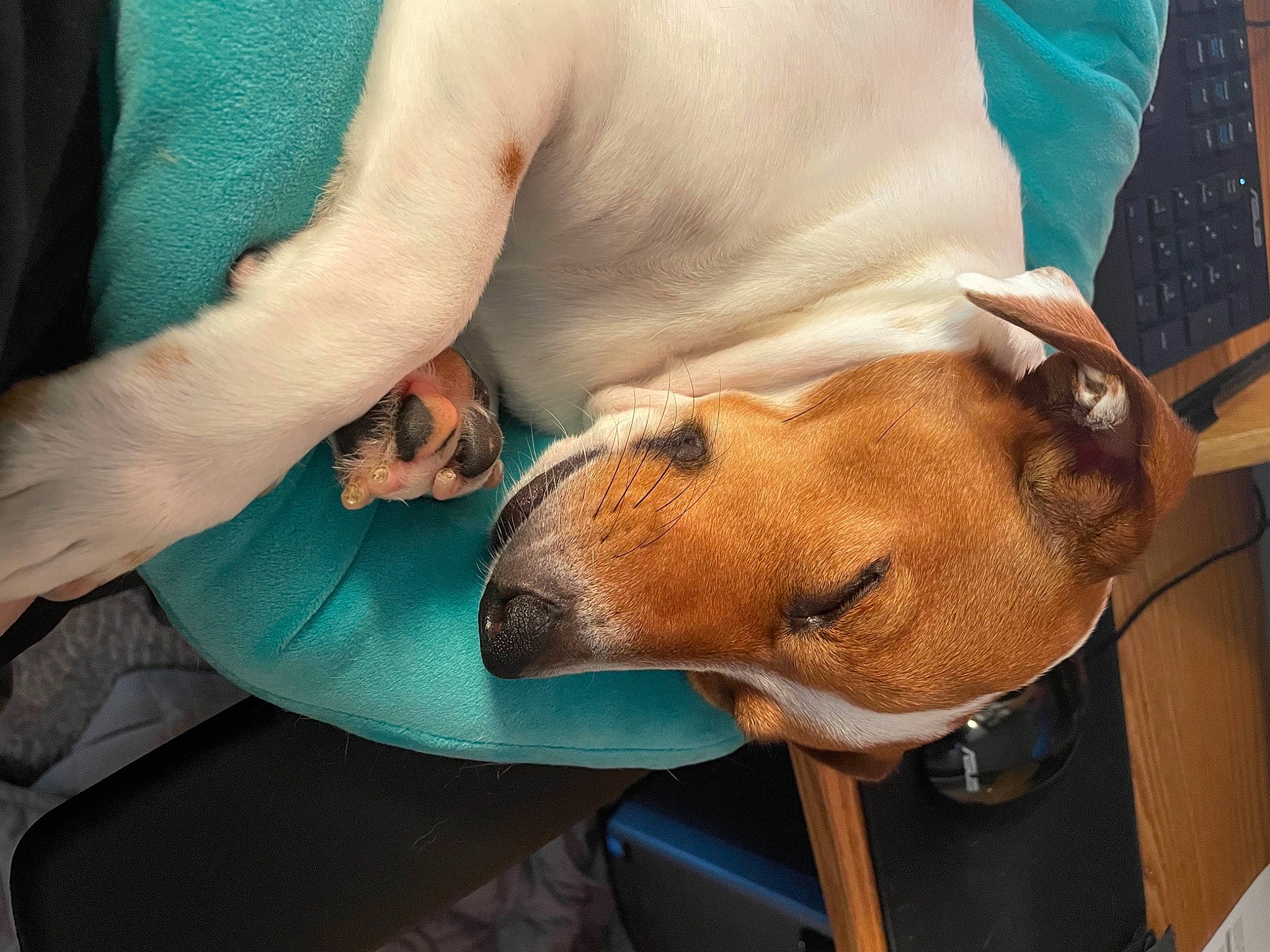 Newt is registered to the contest to win money with this photo: carnivore, comfort, companion_dog, dog, dog_breed, ear, elbow, fawn, gesture, hand, human_leg, knee, nail, snout, sporting_group, trunk, veterinarian, working_animal, wrinkle, wrist