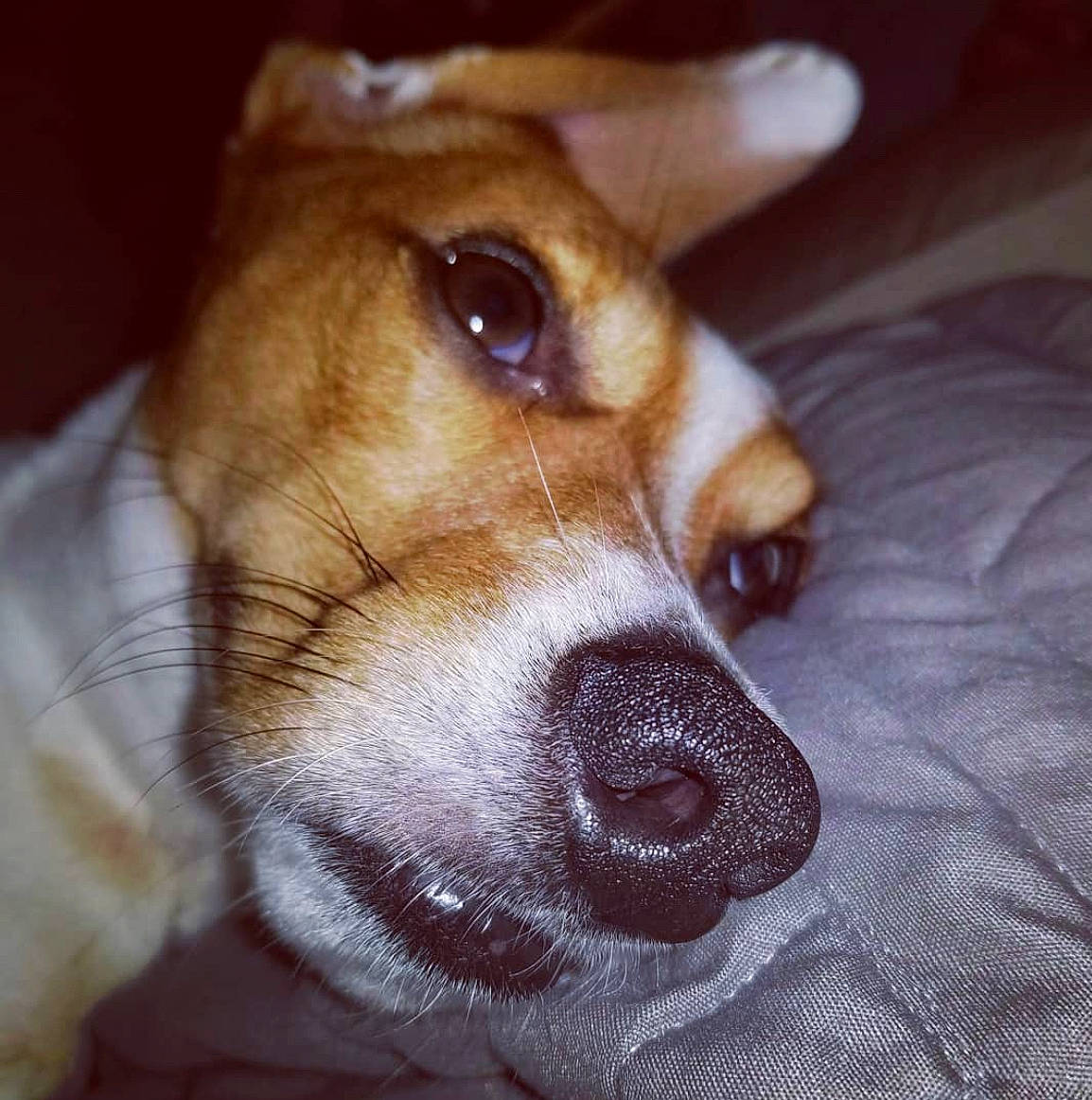 Newt joined the competition — help win amazing prizes! canidae, carnivore, comfort, companion_dog, dog, dog_breed, ear, fawn, fur, irishjacks, non_sporting_group, paw, puppy_love, sporting_group, toy_dog, welsh_corgi, whiskers, working_animal