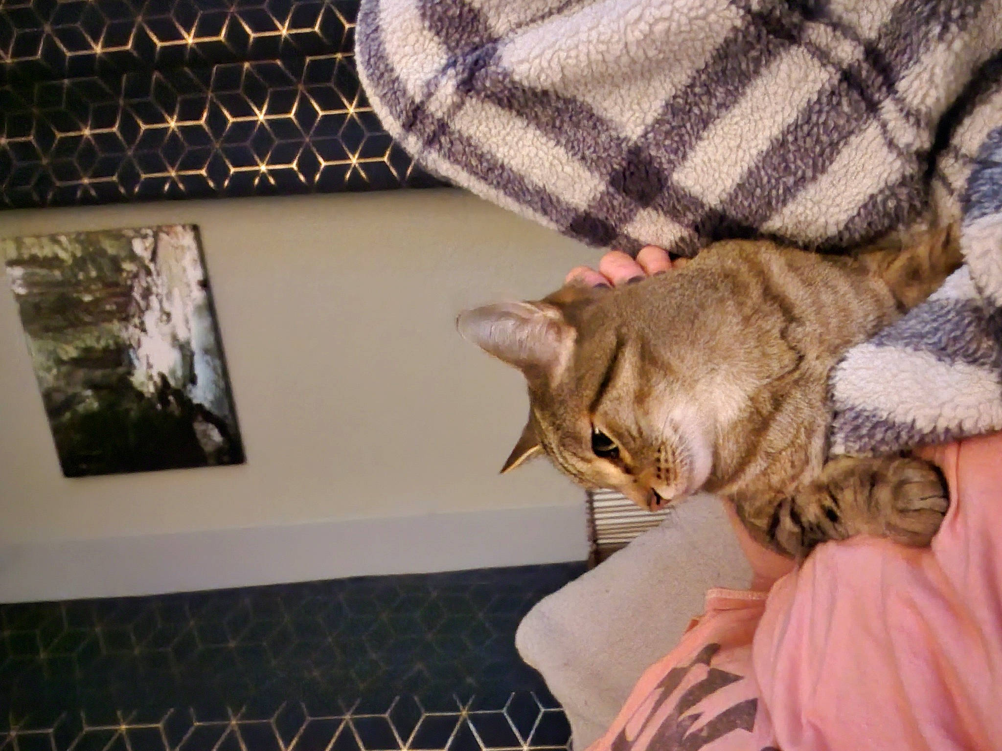 Kusa is registered to the contest to win money with this photo: carnivore, cat, claw, comfort, couch, domestic_short_haired_cat, fawn, felidae, fur, human_leg, linens, paw, picture_frame, room, small_to_medium_sized_cats, tail, tartan, textile, whiskers, wood