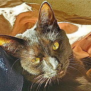 Pepper is registered to the contest to win money with this photo: cat, black_cat, close_up, green_eyes, whiskers, sunlight, cozy, fabric, indoor, pet, animal, fur, relaxed, resting, portrait, cute, domestic_cat, sleepy, soft_texture, warm_light